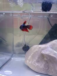 Luckily, they have parental protection. My Baby Betta Fish Calcifer Album On Imgur