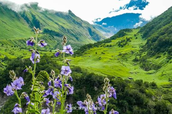 Valley of flowers in the Himalayas