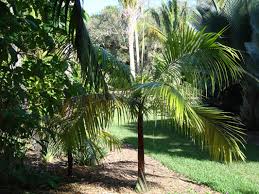 Image result for Acanthophoenix rubra