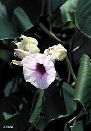 Image result for Argyreia nervosa