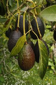 It's been reported that this tree was frozen back to the major limbs when 7°f temperatures hit in the 1980s. Avocado Fruit Tree Free Photo On Pixabay