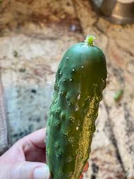 Image result for mildew on cucumbers