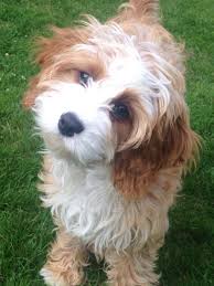 Cavapoos For Sale In The Uk Buy A Cavapoo Raffles Cockapoos