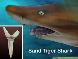 How To Identify Shark Teeth 15 Steps With Pictures Wikihow