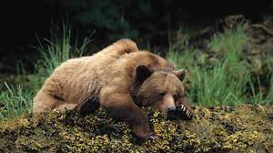 In this animal collection we have 25 wallpapers. Brown Bears Wallpapers Top Free Brown Bears Backgrounds Wallpaperaccess