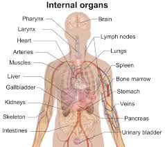 Female human anatomy vector diagram. Organ Anatomy Wikipedia