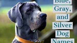 Here's a list of the female disney dog characters. 170 Unique Names For Blue Gray And Silver Dogs Pethelpful