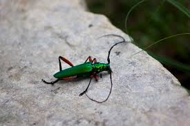 Image result for Buchnera usuiensis