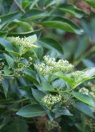 Image result for Premna schliebenii