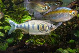 Barilius ardens et al., 2015. Indische Forelle Barb Barilius Ardens Fototapete Fototapeten Forellen Torpedieren Schwanz Myloview De