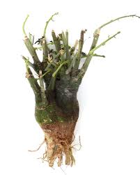 Image result for Adenia