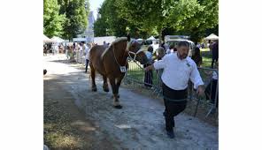 Ces chevaux de traits belges sont dociles. Gray Concours Participation Record Pour Le Concours De Chevaux Comtois