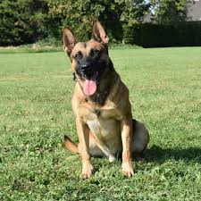 Boaz Belgian Malinois Executive Protection Dog K9 For Sale 2 Dogs Family Protection Dogs Malinois