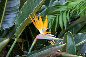 Poolside Plants That Look Like Paradise Pool Plants Landscaping Around Pool Plants Around Pool