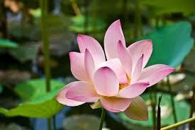 Image result for Lotus wildii