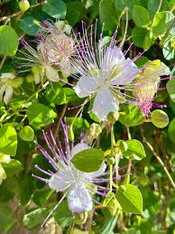 Image result for Capparis brassii