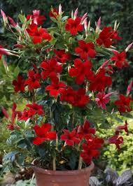 Image result for mandevilla obrázek