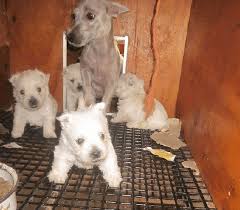 The state was sued in 1997 for its motto being a violation of the first amendment. The Horrible Hundred Report Released To Shine Light On Worst Puppy Mills