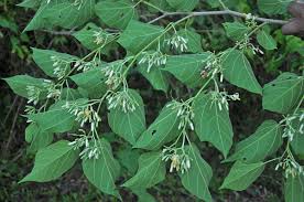Image result for Alangium chinense