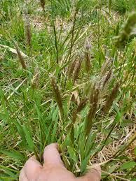 Image result for Anthoxanthum nivale