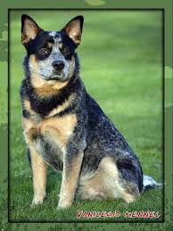 Black Australian Cattle Dog Puppy Pin On Australian Cattle Dog Acd Vanilegio Family