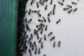 🐜🏠 cómo hacer un criadero de moscas de la fruta casero en 10 minutos | h hormigas en casa‏ @hormigasencasa 28 окт. Por Que Hay Invasion De Hormigas En Casa La Comuna