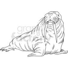 Black And White Walrus Vector Clipart Vector Clipart Black And White Illustration Clip Art