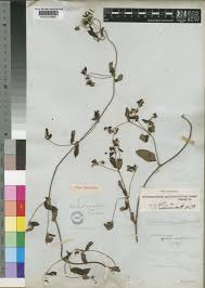 Image result for Sphedamnocarpus pruriens