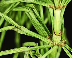 Image result for Equisetaceae