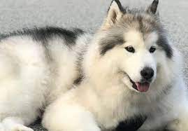 We did not find results for: The Fascinating World Of The Alaskan Malamute S Colors K9 Web