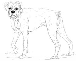 However, as any dog owner can attest, try as we might, communicating with our furry friends isn't always the easiest. Tall Boxer Dog Coloring Pages Dog Coloring Pages Coloring Pages For Kids And Adults