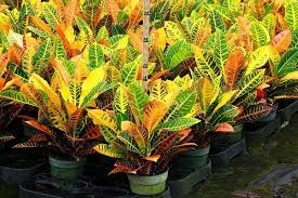 Simak rekomendasi 20 tanaman hias indoor ini. 9 Jenis Tanaman Puring Dengan Corak Tercantik Beserta Harga