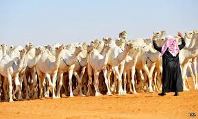 They produced a good impression on the audience. Camel Owners Threaten To Sue Rumor Mongers Arab News