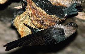 Beberapa budaya jawa memang membenarkan mitos ini, pasalnya banyak burung sriti atau yang biasa disebut juga dengan burung layang adalah jenis burung yang bentuknya seperti burung walet. Burung Sriti Hewanpedia