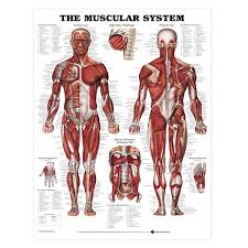 Anatomical Wall Charts Vinyl Laminated North Coast Medical