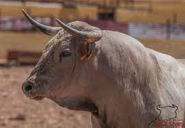 Pin De Susan Eddings En Tauromagia Toros De Lidia Toros Y Toreros Toros Bravos