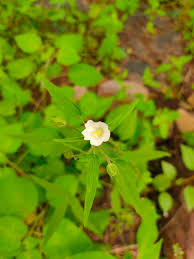 Image result for Hibiscus lobatus