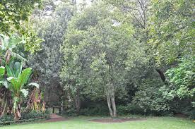 Image result for Faurea saligna