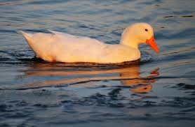 Check spelling or type a new query. Wallpaper Bebek Burung Air Itik Angsa Dan Angsa Paruh Refleksi Unggas Air Fauna Gelombang Merginae Mallard Burung Laut 2670x1747 903921 Hd Wallpapers Wallhere