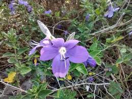 Image result for Barleria obtusa