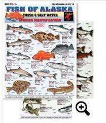 Fish Of Alaska Id Chart 16 Saltwater Fishing Freshwater Fishing Chart Rainbow Trout Ling Cod Chinook Salmon Fishing Alaska Fishing Alaska Salmon Fishing