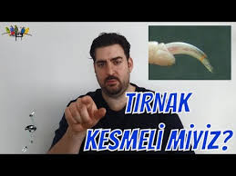 Muhabbet Kusu Tirnak Kesimi Ve Kanamasi Youtube