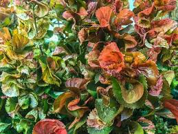 Image result for Acalypha bipartita
