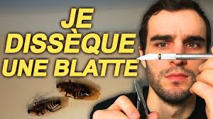 D où vient les blattes. Je Disseque Une Blatte Scivlog 3 Youtube