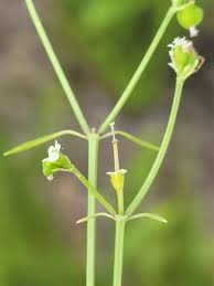 Image result for Euphorbia graminea