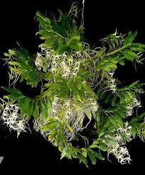 Image result for Cyrtorchis