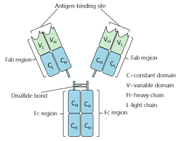 The Overview Of Fc Receptors Classification Related Signaling Pathways And Application Cusabio