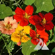 Image result for Nasturtium