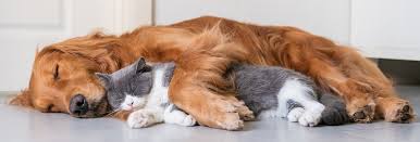 Maybe you would like to learn more about one of these? Memorial Veterinary Pet Care Hospital Houston Veterinary Hospital