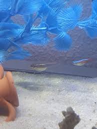 Fish Gives Birth To Fish | Tiktok